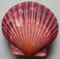 /products/agropecten-irradians-lamarck-1819/